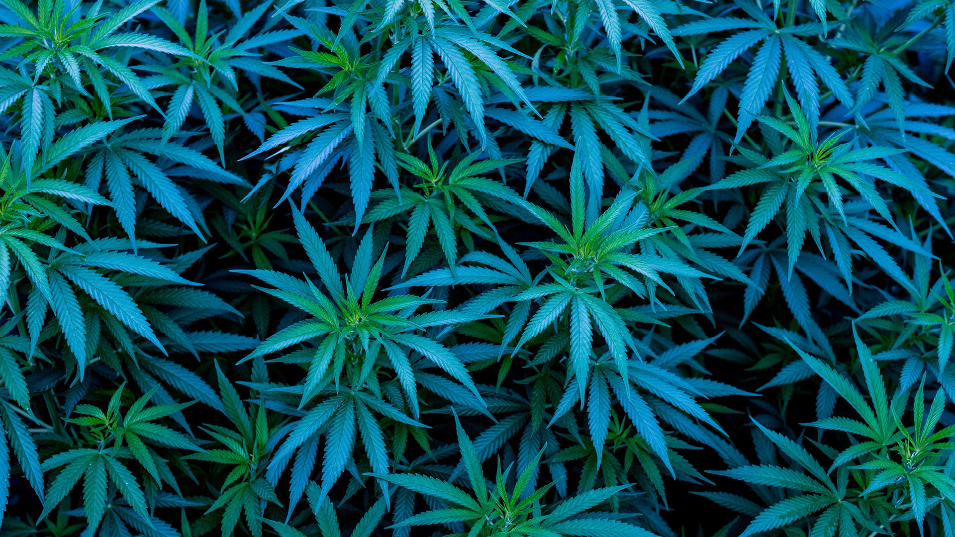 Permanent THC detox
